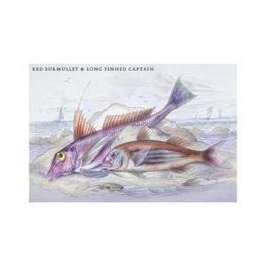  Red Surmullet and LOF Finned Captain 24x36 Giclee