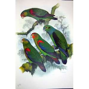  World Parrots 1973 Black Winged Parrot Rusty Faced