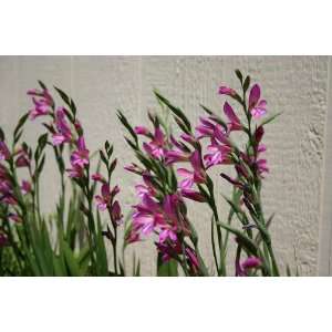  Gladiolus Communis Byzantinus