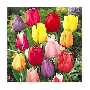  Perennial Tulip Bargain Bag