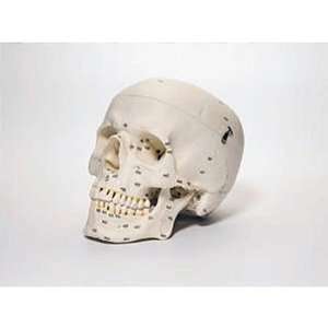 Somso(r) Human Male Skull, Bones Number Coded, Plastic  