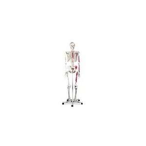  Nasco Advanced Skeleton W/ Muscles   Model SB14901U   Each 
