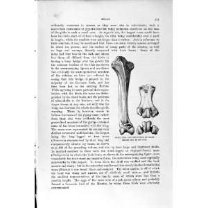   NATURAL HISTORY 1895 TIBIA METATARSUS SHORT LEGGED MOA