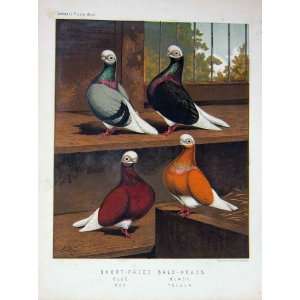  1874 Pigeon Short Faced Black Heads Birds Yellow Black 