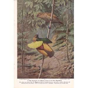 1950 Yellow Magnificient Bird of Paradise   Walter A. Weber Vintage 