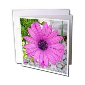  Taiche Photography   Flowers African Daisy   Greeting 