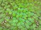 Cup of Giant Duckweed