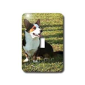 Dogs Welsh Cardigan Corgi   Welsh Cardigan Corgi   Light Switch Covers 