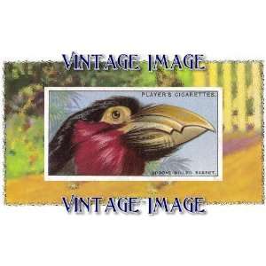   Greetings Card Bird Groove Billed Barbet Vintage Image