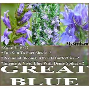  1/8 oz (85,000+) Great Blue Lobelia FLOWER Seeds L 