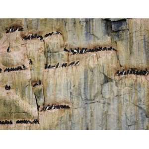 Brunnichs Guillemots, Thick Billed Murres at a Cliff Side Colony 