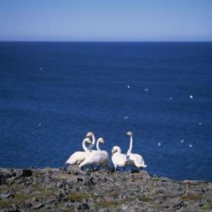  A Group of Whopper Swans Standing by the Sea in Langanes 