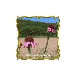  Reflexed Coneflower (Echinacea atrorubens) Jumbo 