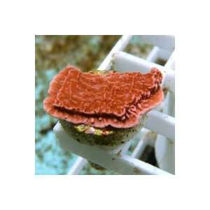   Montipora capricornis Red Vase Coral Frag   Medium