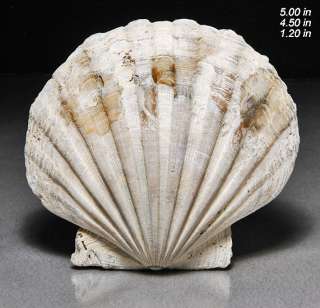 about 4 to 3 million years ago other scallops lived at the same time 