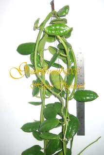 Hoya ciliata BLACK Hoya Rare Plant Blooming size 1 Pot  