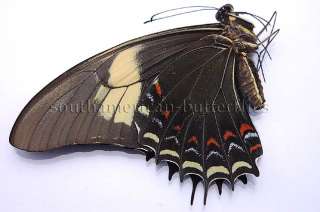 PAPILIO ANDROGEUS **female** UNMOUNTED BUTTERFLY LOW ALTITUDE*  