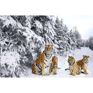  Tigers in the Snow Counted Cross Stitch Kit Arts, Crafts 