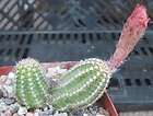 chamaecere us cv giant peanut cactus orange flowers 27 $ 4 95 time 