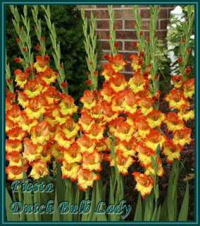 Below all my Gladioli Species, Enjoy and do not forget to read the 