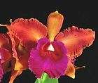 Orchids Vanda Cindy Banks Bill Choice AM AOS FRAGRANT  