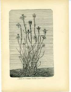 Marine Life Tubularian Hydroids 1894 Antique Print  