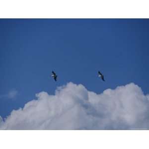  A Pair of Australian Pelicans Flying in a Blue Sky Premium 