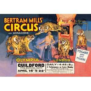  Togare and his Tigers Bertram Mills Circus and Menagerie 