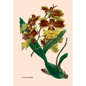  Orchid Oncidium Mantinii 20x30 poster