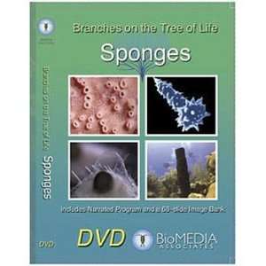 Branches on the Tree of Life Sponges DVD  Industrial 