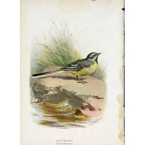  C1883 Thorburn Wild Birds Grey Wagtail Color Print Old 