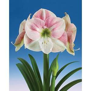  1 Romance Amaryllis Flower Bulb Patio, Lawn & Garden