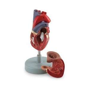 Human Heart Model (2 Part)