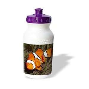   Amphiprion percula).Solomon Islands   Water Bottles