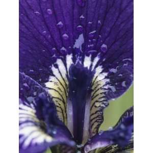  Close View of the Dew Drenched Petals of an Iris Stretched 