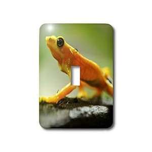 Kike Calvo Panama   Orange tree frog walking   Light Switch Covers 