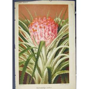  Rhodostachys Andina Flora Fauna Flower Colour Art