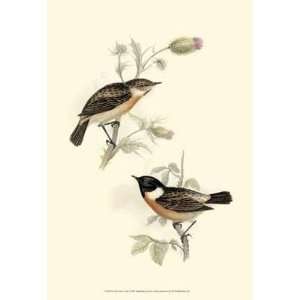  Goulds Stone Chat John Gould. 13.00 inches by 19.00 