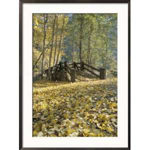  A Sentinel Meadow Footbridge Blanketed in Autumn Foliage 