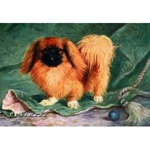  Vintage Art Pekinese Champion Chu erh of Alderbourng 