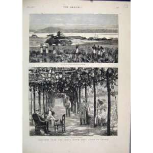   1878 Congo River Coast Africa Vinery English Trading