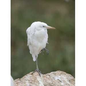 Cattle Egret at the Cheyenne Mountain Zoo, Colorado 