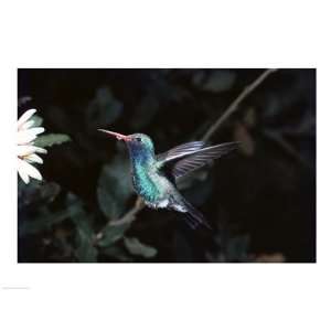  Broad Billed Hummingbird PREMIUM GRADE Rolled CANVAS Art 