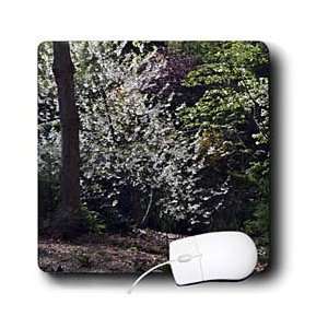   Nature Scenes   White Tree on path   Mouse Pads Electronics