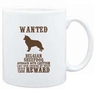   Wanted Belgian Sheepdog   $1000 Cash Reward  Dogs