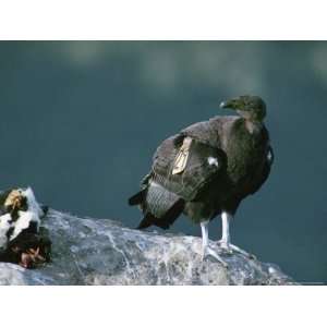 Juvenile, Endangered California Condor Eyes a Calf Carcass Stretched 