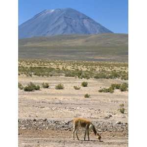 Vicuna Grazing on Altiplano Desert, El Misti Volcano Behind, Near 