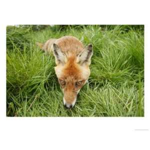  Red Fox, Close up of Red Fox in Long Green Grass, Sussex 
