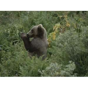  A Grizzly Bear, Ursus Arctos, Grooms its Paw in a Patch of 