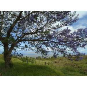 Kula, Maui, the Jacaranda Tree Produces Beautiful Purple Flowers 